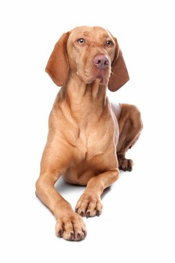 macarca vizsla