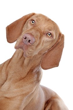 macarca vizsla