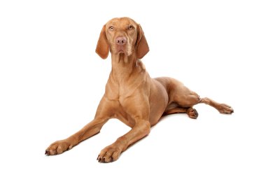 macarca vizsla