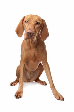 macarca vizsla