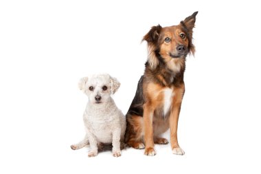 Two mixed breed dogs clipart