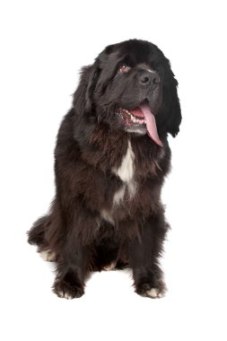 Newfoundland (köpek)