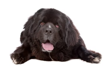 Newfoundland (köpek)