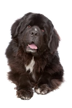 Newfoundland (köpek)