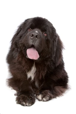 Newfoundland (köpek)