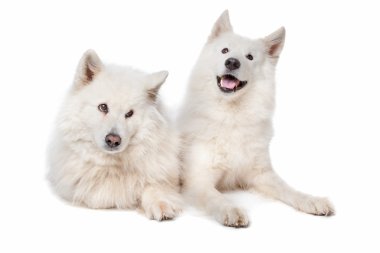 Samoyed (köpek)