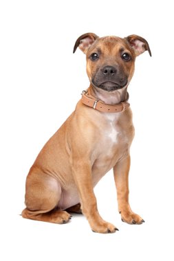 Staffordshire Bull Terrier puppy clipart