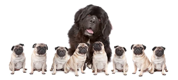 Grote hond kleine hond — Stockfoto