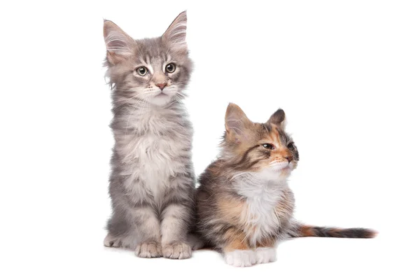 Maine Coon gatitos — Foto de Stock