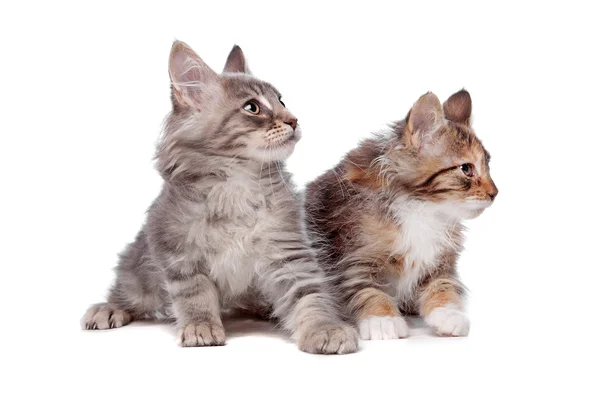 Maine Coon chatons — Photo