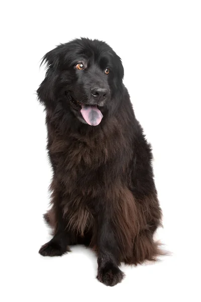 Pies z Nowej Fundlandii — Zdjęcie stockowe