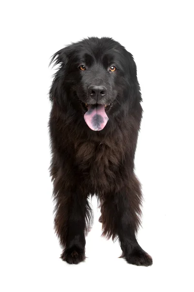 Newfoundland hond — Stockfoto