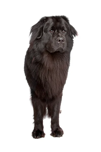 Newfoundland dog — Stock Photo, Image