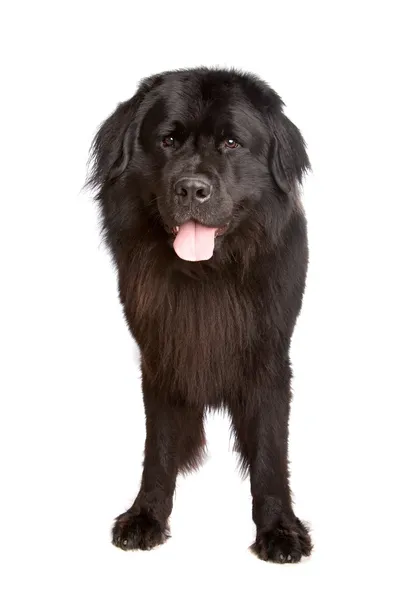 Cão da Terra Nova — Fotografia de Stock