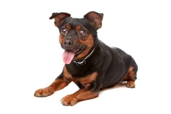 Blind mixed breed dog — Stock Photo, Image