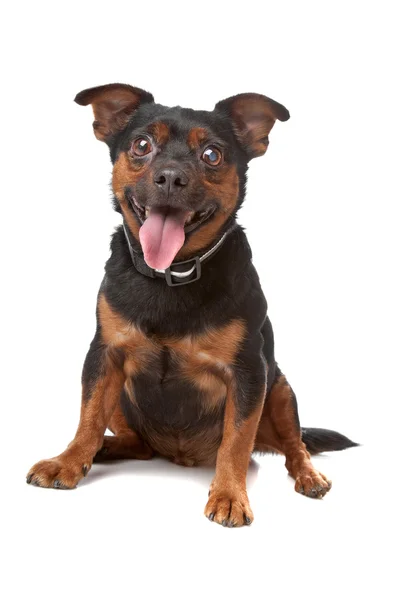 盲目の混合された品種犬 — ストック写真
