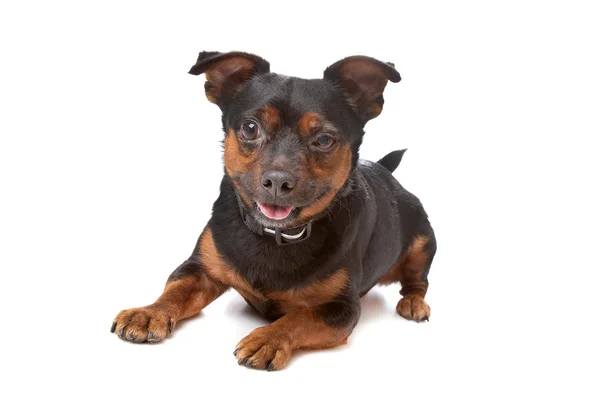 盲目の混合された品種犬 — ストック写真