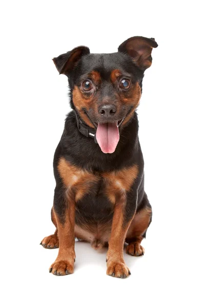 Blind mixed breed dog — Stock Photo, Image