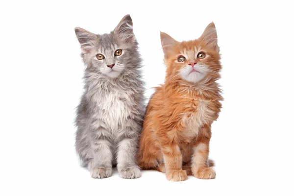 Maine Coon kittens — Stock Photo, Image