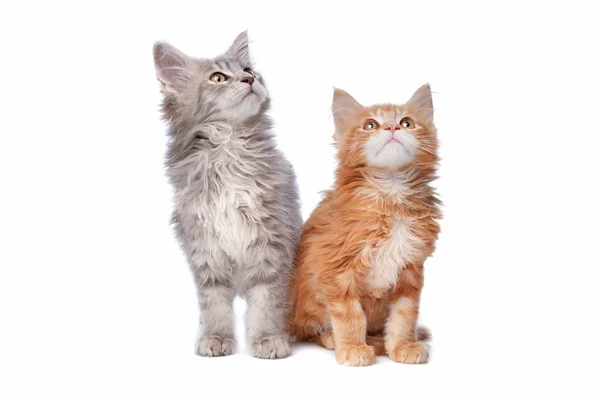 Maine Coon kittens — Stock Photo, Image