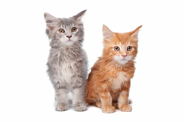 Maine Coon chatons — Photo