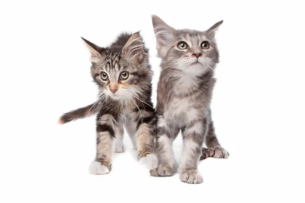Maine Coon koťata — Stock fotografie
