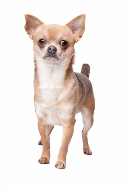 Chihuahua aux cheveux courts — Photo