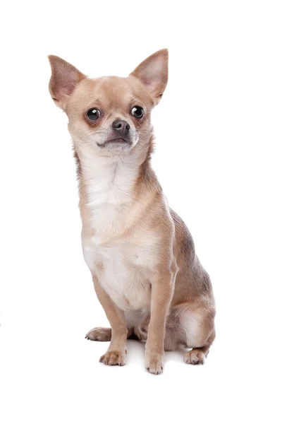 Short haired chihuahua — Stock Photo, Image