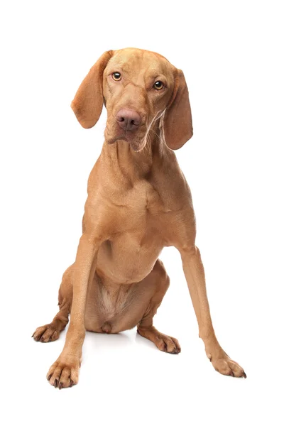 Ungerska hundvalp (sittande) — Stockfoto