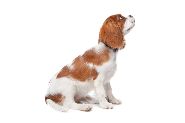 Cavalier King Charles Spaniel cachorro —  Fotos de Stock