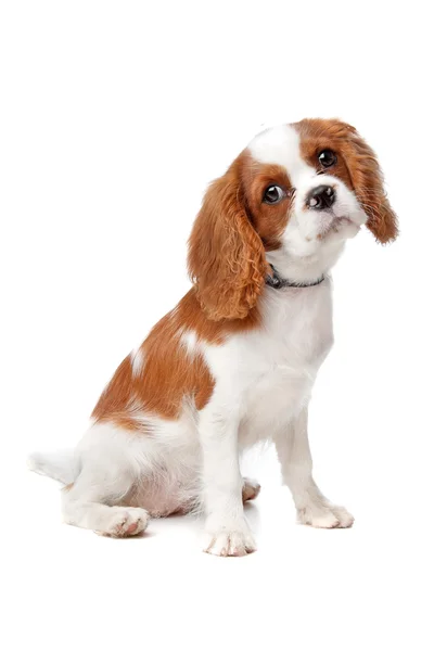 無頓着なチャールズ王 spaniel 子犬 — ストック写真