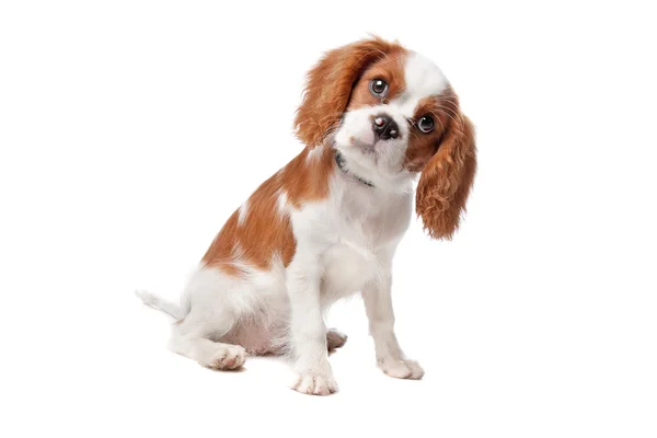 Cavalier Rei Charles Spaniel cachorro — Fotografia de Stock