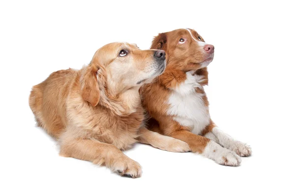 Nova Escócia Duck Tolling Retriever e um golden retriever — Fotografia de Stock