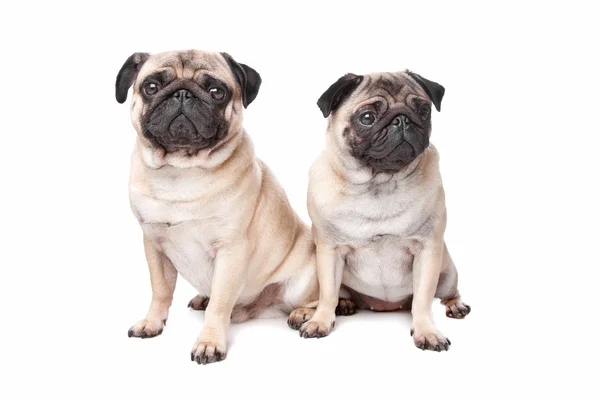 Due cani carlino — Foto Stock