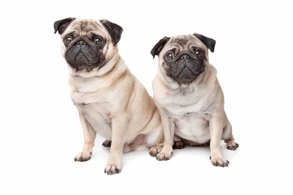 Дві собаки споріднених порід — стокове фото