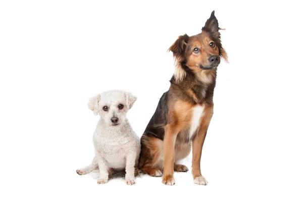Deux chiens de race mixte — Photo