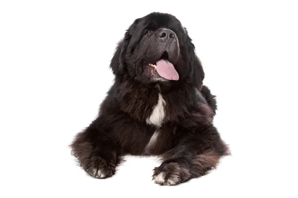 Newfoundland (dog) — Stock Photo, Image