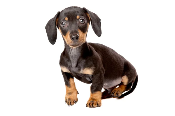 Είδος γερμανικού κυνηγετικού σκύλου, teckel κουτάβι — Φωτογραφία Αρχείου