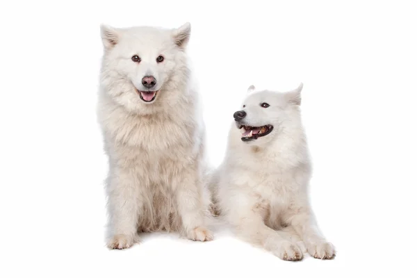 Samoyedo (perro ) —  Fotos de Stock
