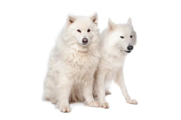 Samoyed (собак ) — стокове фото