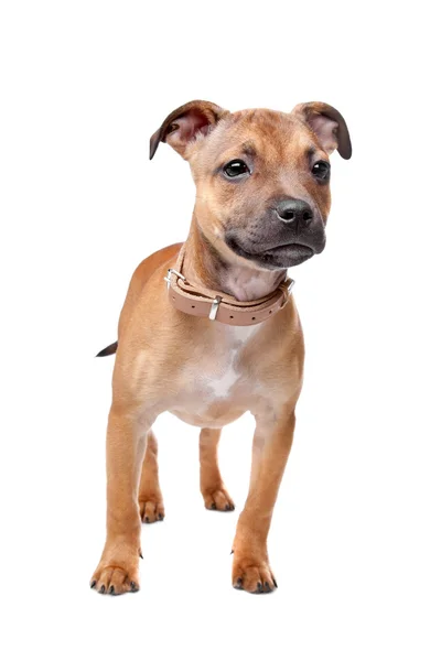 Staffordshire-bulterriër pup — Stockfoto