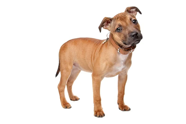 Staffordshire Bull Terrier cachorro — Foto de Stock