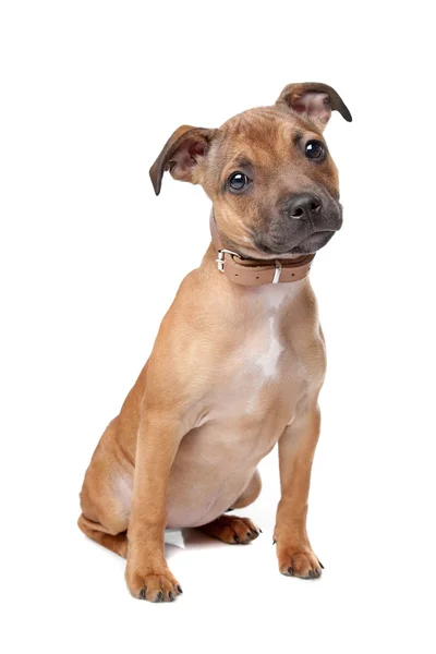 Staffordshire Bull Terrier cucciolo — Foto Stock
