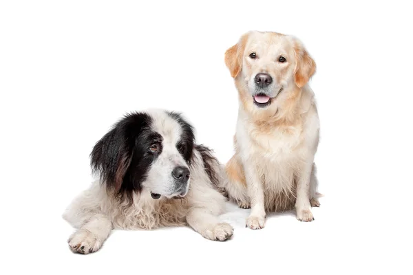 Landseer hond en een labrador retriever — Stockfoto