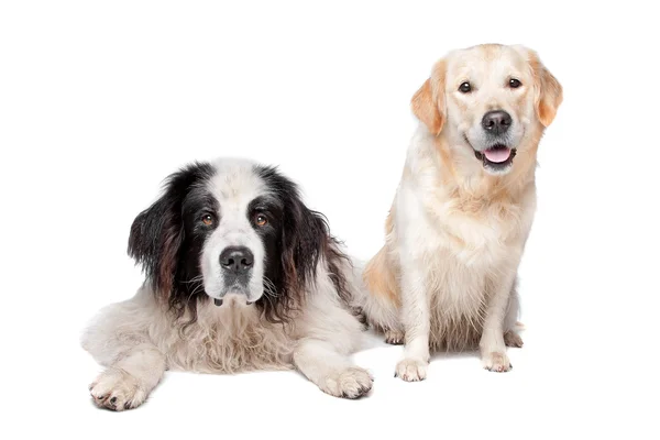 Landseer hond en een labrador retriever — Stockfoto