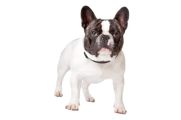 Cute French Bulldog — Stock Photo, Image