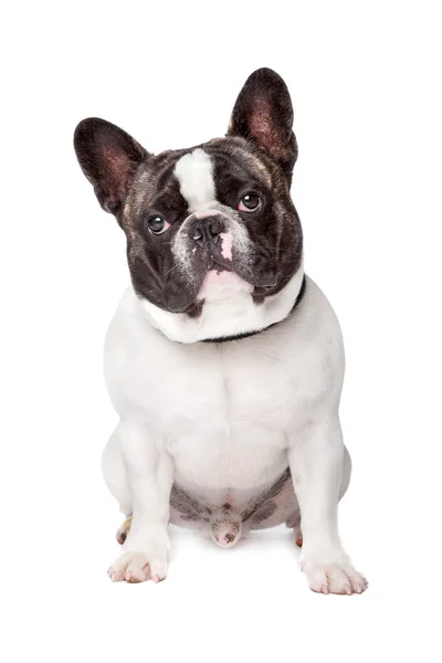 Bulldog francês bonito — Fotografia de Stock