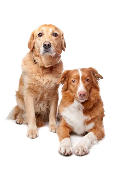 can a nova scotia duck tolling retriever live in pakistan