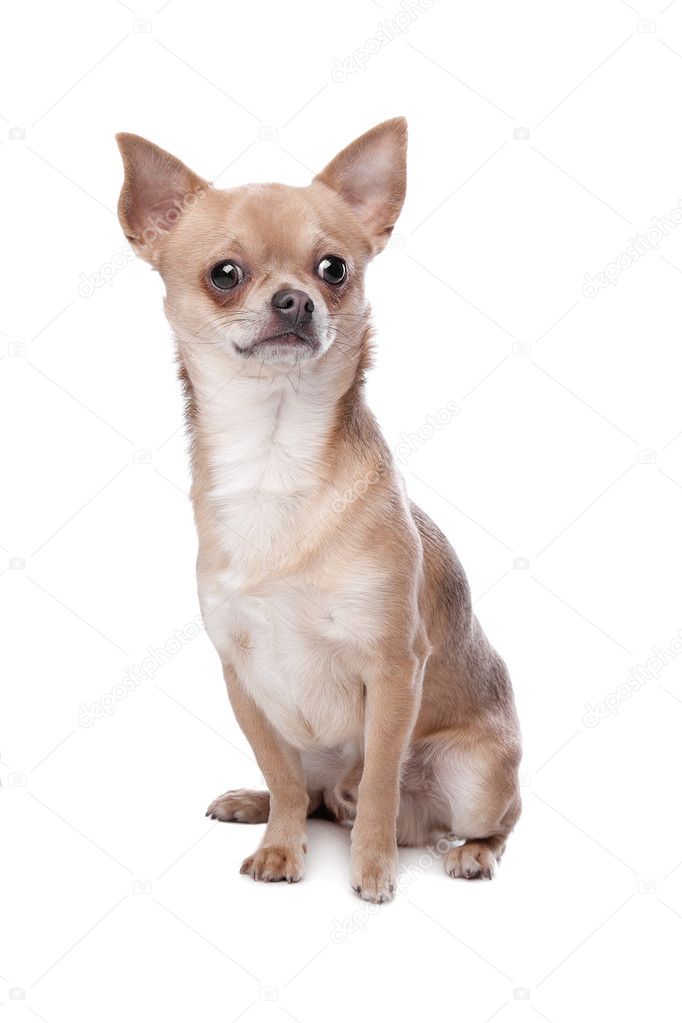 Short Haired Chihuahua Stock Photo C Eriklam 10122734