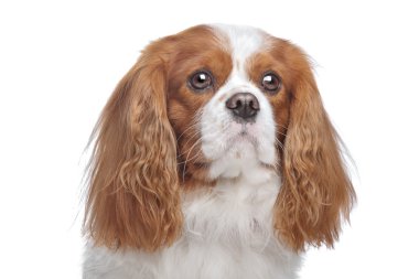 Cavalier King Charles Spaniel Blenheim clipart